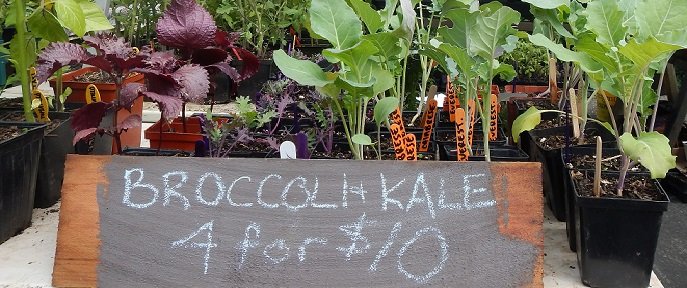 Fall organic plant sale on Aug 16th!