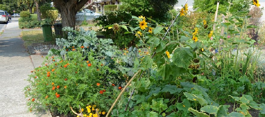 Hooray for Boulevard Gardening!