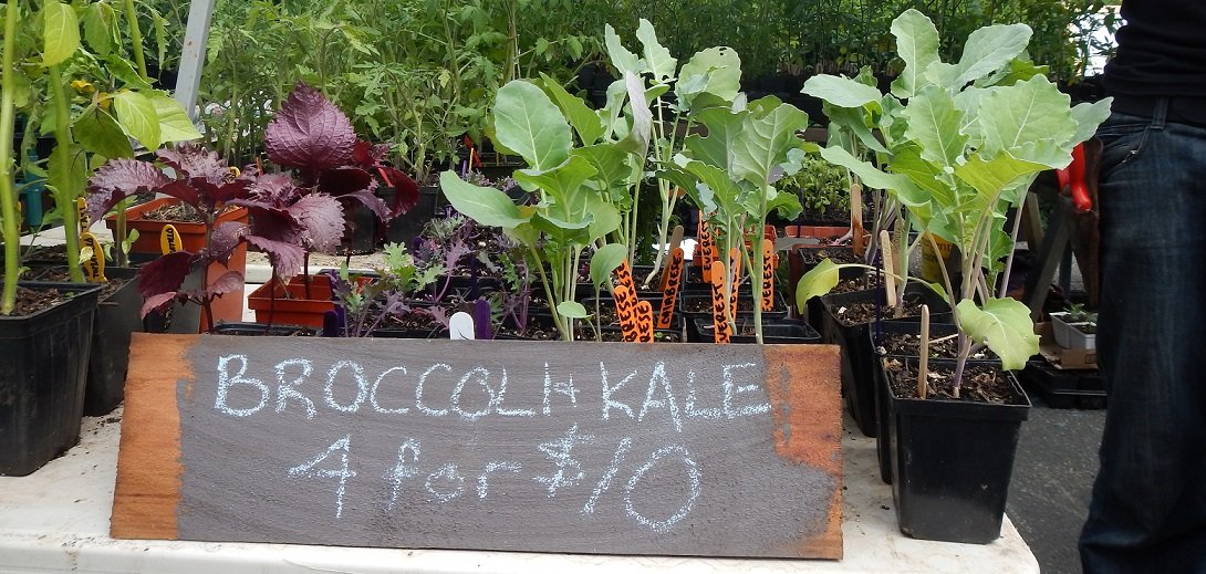 Organic Plant Sale on Sat Aug 22nd!