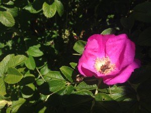 rose bee
