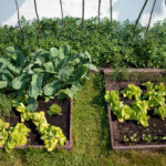 Composting is Key to Sustainable Urban Agriculture