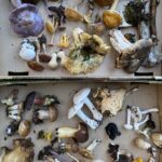 Mycology at the CEC