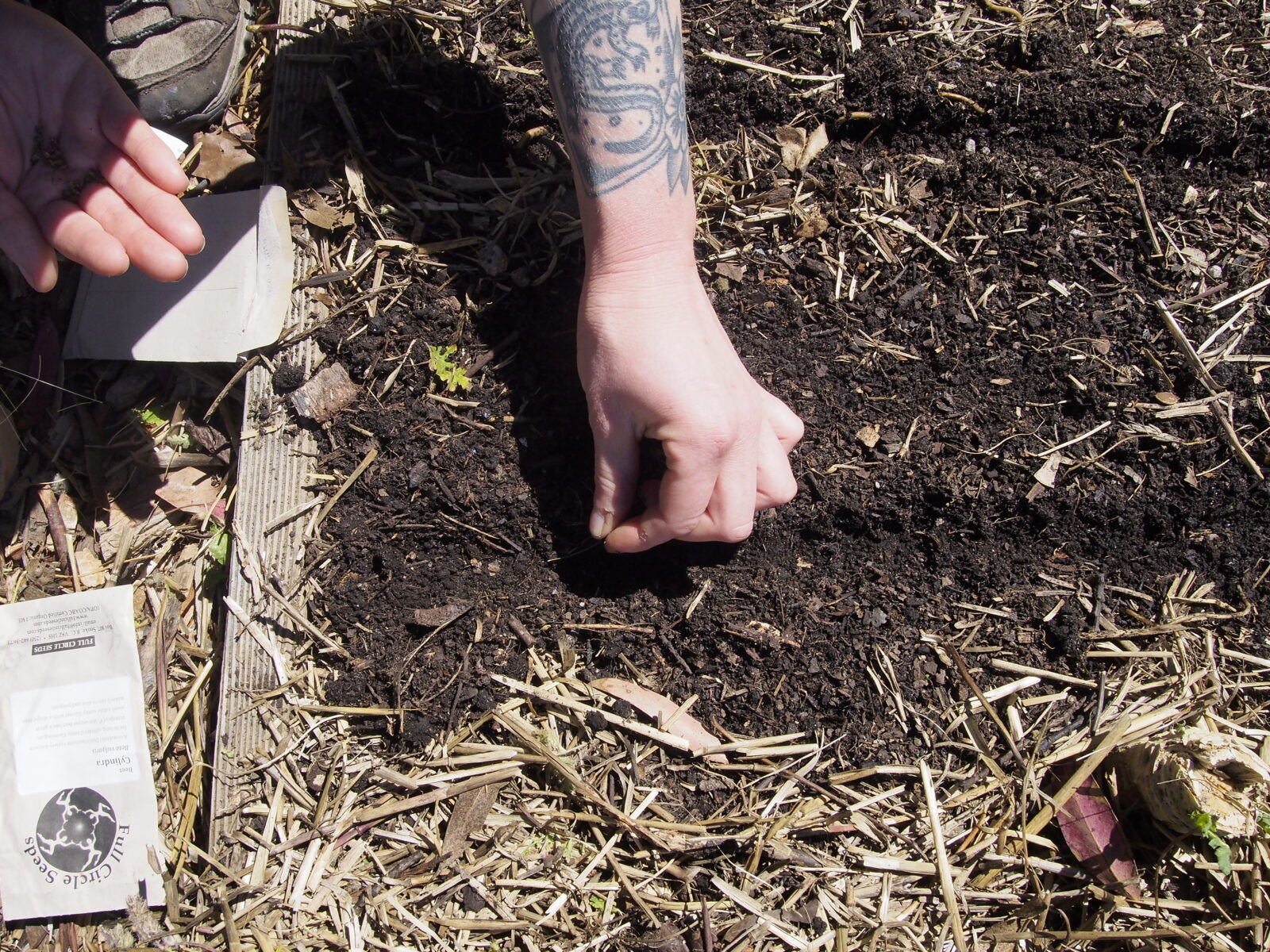 Hands are seen from above planting a row of beet seeds in springtime at the C E C.