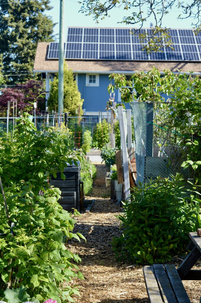 A view of lush garden beds at the Compost Education Centre, a house across the street with solar panels is also in view.