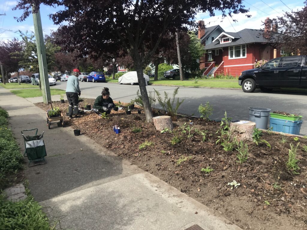 volunteers planting plants on boulevard garden