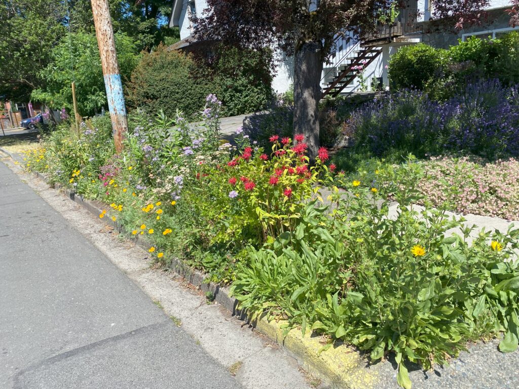 photo of boulevard garden with purple, orange and red flowers.